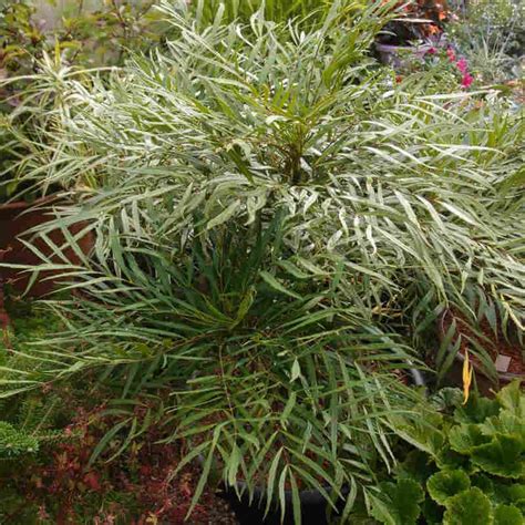 Mahonia Soft Caress — Paddock Plants Buy Online Uk