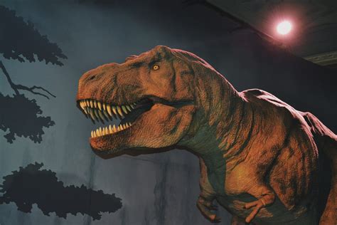 10 Informații Interesante Despre Dinozauri Diana Breb