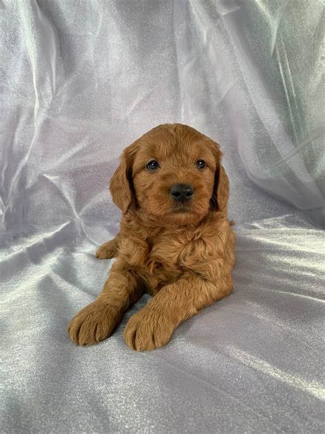 Goldendoodle puppies for sale in illinois frequently asked questions: Miniature Goldendoodle Puppies for Sale, Iowa Breeder ...
