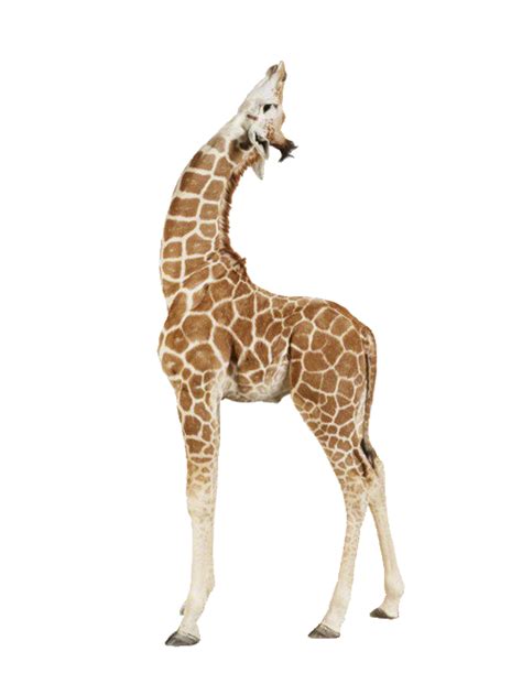 Baby Giraffes Taronga Zoo Sydney Infant Animal Giraffe Png Download