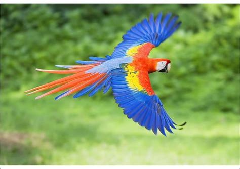 Print Of Scarlet Macaw Ara Macao On Flight Corcovado National Park