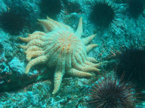 Sunflower Starfish Flapack Flickr
