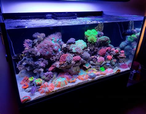 Build Thread 120 Gal Lps Overload Reef2reef Saltwater And Reef