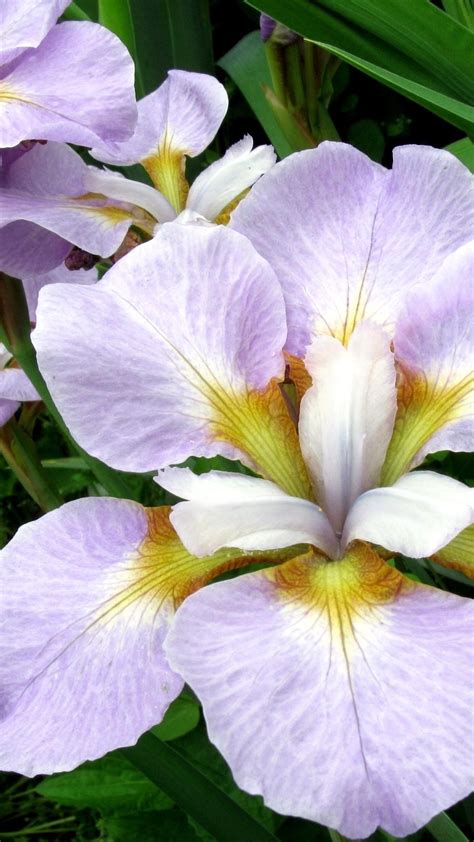 2160x3840 Irises Flowers Flower Bed Sony Xperia Xxzz5
