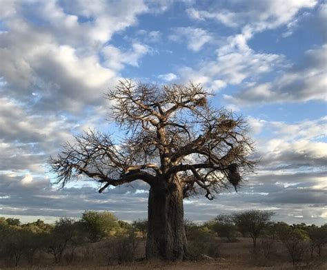 About baobabs: how long can a baobab tree live? - Baocare