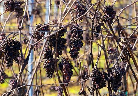 Grapes Dry Vineyard Free Photo On Pixabay