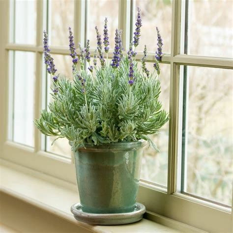 Der grund warum lavendel regelmäßig kräftig zurückgeschnitten werden muss ist, dass er kompakt bleibt. Lavendel im Topf - Provence Flair für Zuhause!