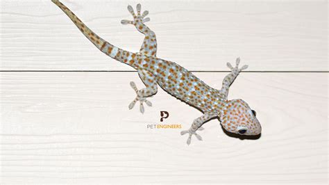 Tokay Gecko Growth And Size Chart Your Guide For 2023 Pet Engineers