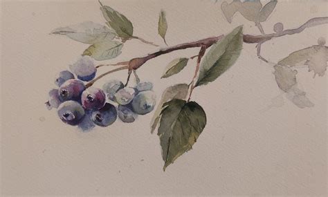 Blueberries Watercolour Painting Watercolour Painting Painting