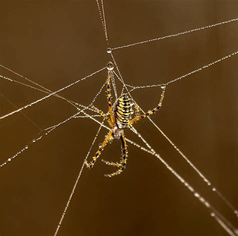 30 Spiders To Make Your Skin Crawl