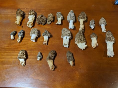 Morels 2020 Ohio Sportsman Your Ohio Hunting And Fishing Resource