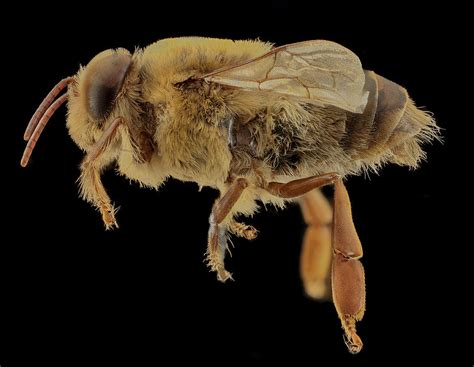 Honey Bee Apis Mellifera Drone Photograph By Science Source Pixels