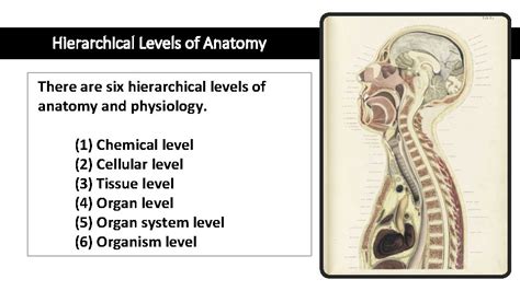 Hierarchical Levels Of Anatomy Prof Sanchez Hierarchical Levels