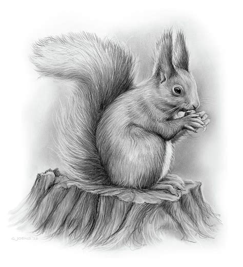 A Pencil Drawing Of A Squirrel Sitting On Top Of A Tree Stump With Its