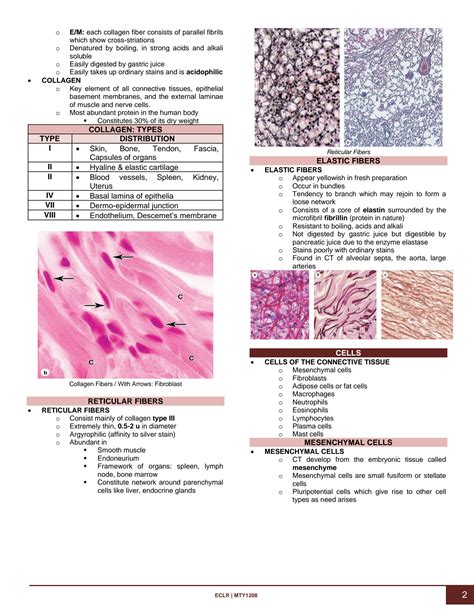 Solution Histology Connective Tissue Studypool