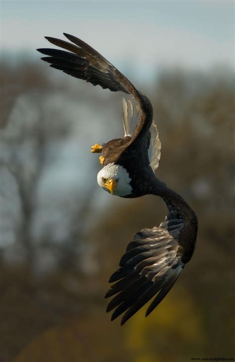 Free Photo Bald Eagle Hunting Animal Bald Bird Free Download