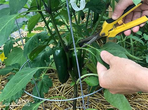 Pruning Pepper Plants For Improved Plant Health And Yields