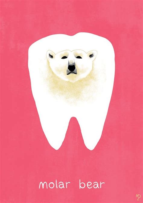 Molar Bear Bear Dental Humor Molars