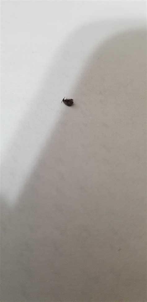 What Is This It Was Crawling On My Ceiling Whatsthisbug