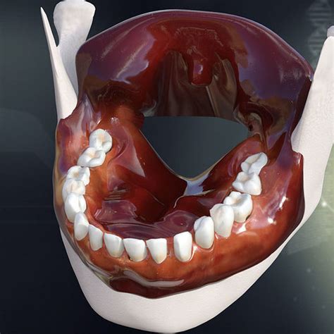 Human Teeth Gums And Tongue Anatomy 3d Model Max Obj 3ds Fbx C4d Lwo Lw