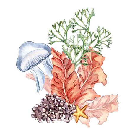 Composition Of Colorful Sea Plants Watercolor Illustration Isolated On