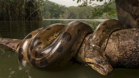 Anacondas Las Serpientes Gigantes Del Amazonas Amazon Tours