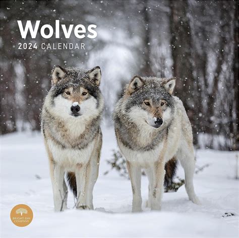 2024 Wolves Monthly Wall Calendar By Bright Day 12 X 12 Inch Cute