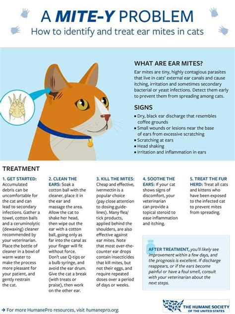 Understanding Ear Mites In Cats Causes Symptoms And Treatment