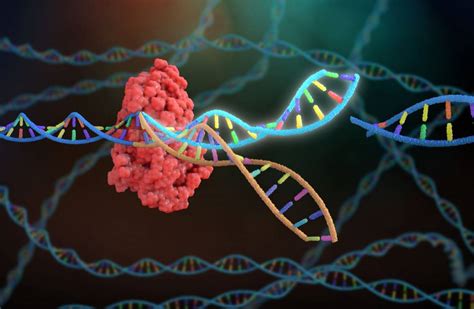 Una Nueva Herramienta Crispr Ultracompacta Revela El Primer Virus Con