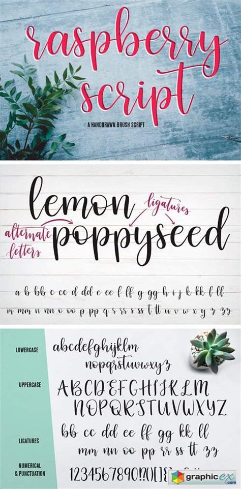 Raspberry Script Brush Font Free Download Vector Stock Image