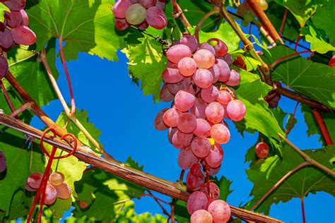 How To Grow Grapes In Your Backyard Garden Lovers