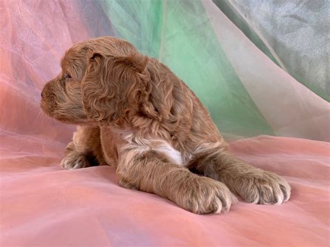 Cockapoo Puppies Available Now