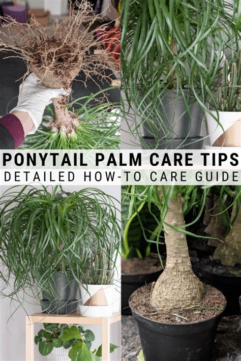 How To Care For A Ponytail Palm Everything You Need To Know Palm