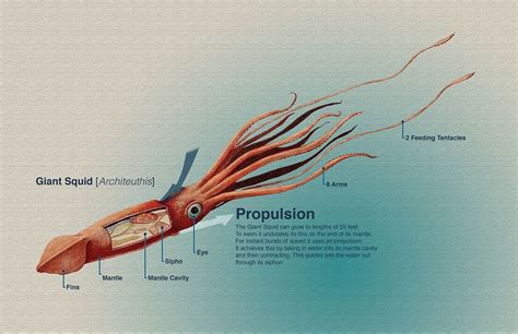 Giant Squid Anatomy In 2023 Giant Squid Sea Life Artwork Squid
