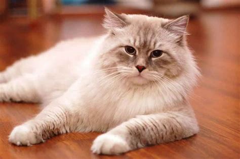We did not find results for: 5 best cat breeds for kids | Pets Feed
