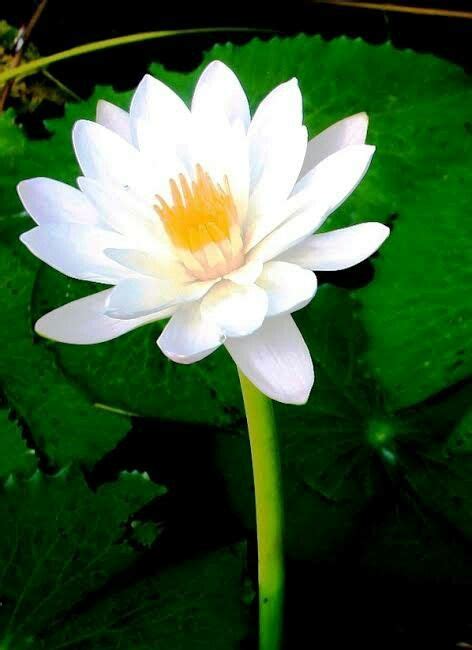 Shapla Water Lily National Flower Of Bangladesh Plumeria Flowers
