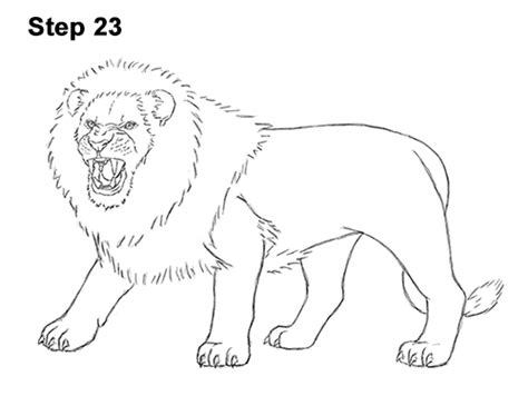 The main is pretty complex as it has the back area which is full of wiry matted hair and the front area which has long, light and flowing hair. How to Draw a Lion Roaring