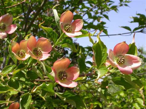 Dogwood enchants us with many different types and varieties: Planning for the Spring: The Dogwood Trail Experience ...