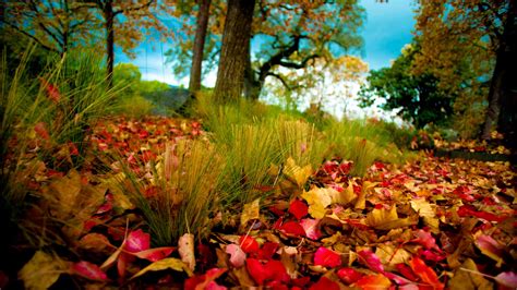 Herbstwald Herbstblätter Auf Dem Rasen Hintergrundbilder 1600x900