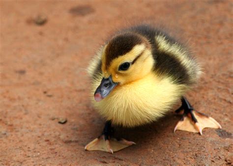 Latest Funny Pictures Cute Ducklings Wallpapers For Desktop