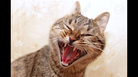 Funny Cat In 2020 Cat Yawning Cats Animal Hospital