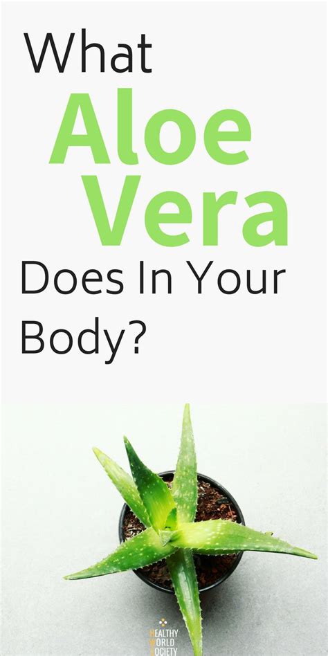 Reference to these plants exist in indian mythology and in traditional systems of medicine. What Aloe Vera Does In Your Body: Why Egyptians Called It ...