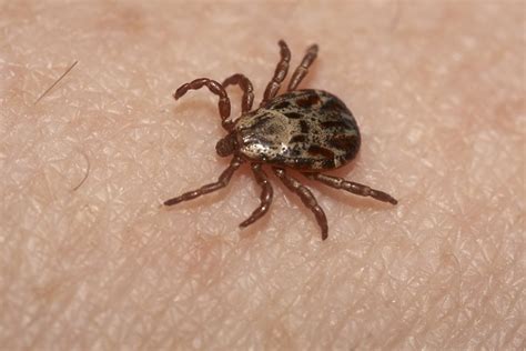Lyme Disease Bill Passes Congress