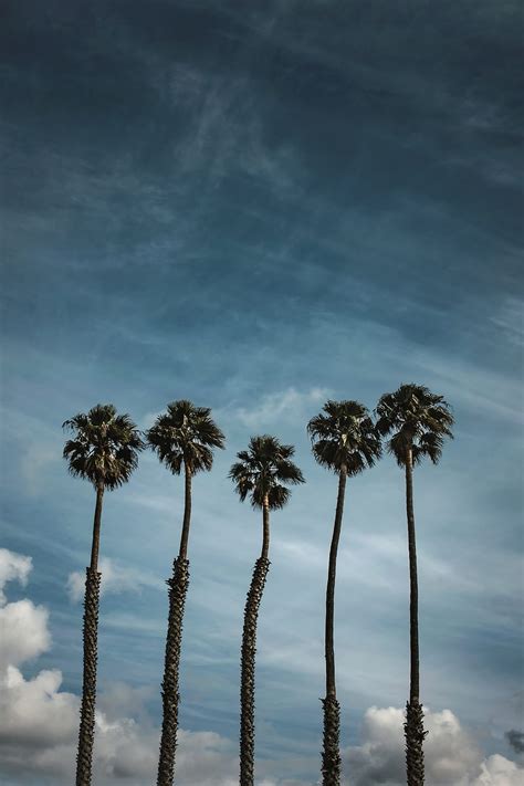 Palm Trees Sky Clouds Tropics Hd Phone Wallpaper Peakpx