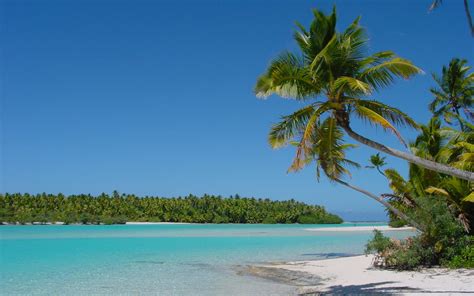 Caribbean Sea Palm Beach Desktop Wallpaper