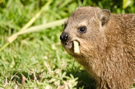 A Dassie A Day Where To See South African Dassies