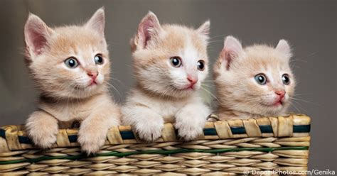 Click preview buy to confirm your. Places To Buy A Cat Or Kitten