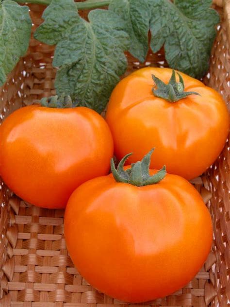 Tomato Seeds Orange Heirloom Vegetable Seeds12110 Etsy