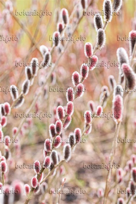 Images Rose Gold Pussy Willow Images Of Plants And Gardens Botanikfoto