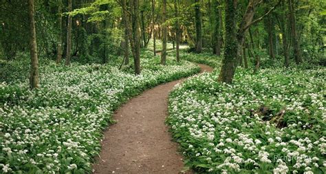 Path In Spring Forest Hd Wallpaper Background Image 2048x1098 Id